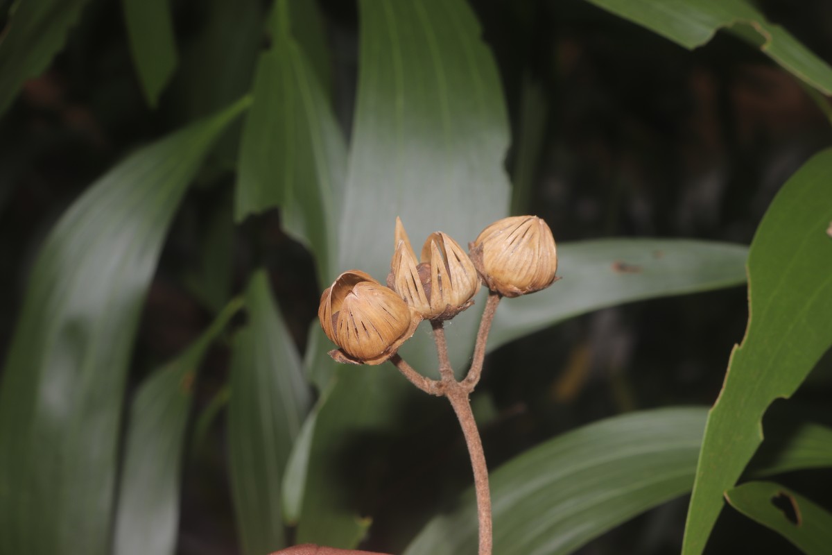 Bonamia semidigyna (Roxb.) Hallier f.